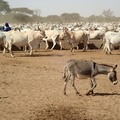 OHMI Téssékéré